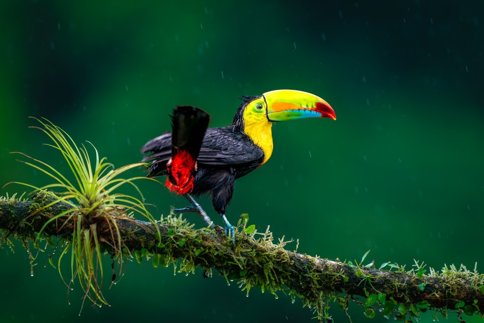 Ozdoba lasu deszczowego. Tukan tęczodzioby nawet kompletnie przemoczony wciąż wygląda zachwycająco.. Zdjęcie 339159