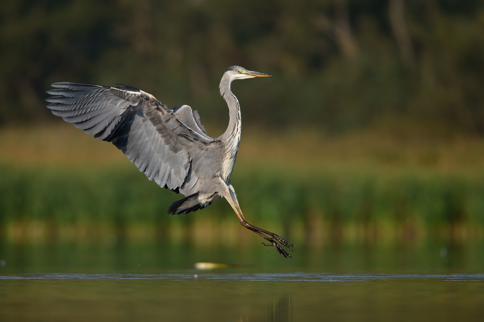 Ardea cinerea. . Zdjęcie 146902