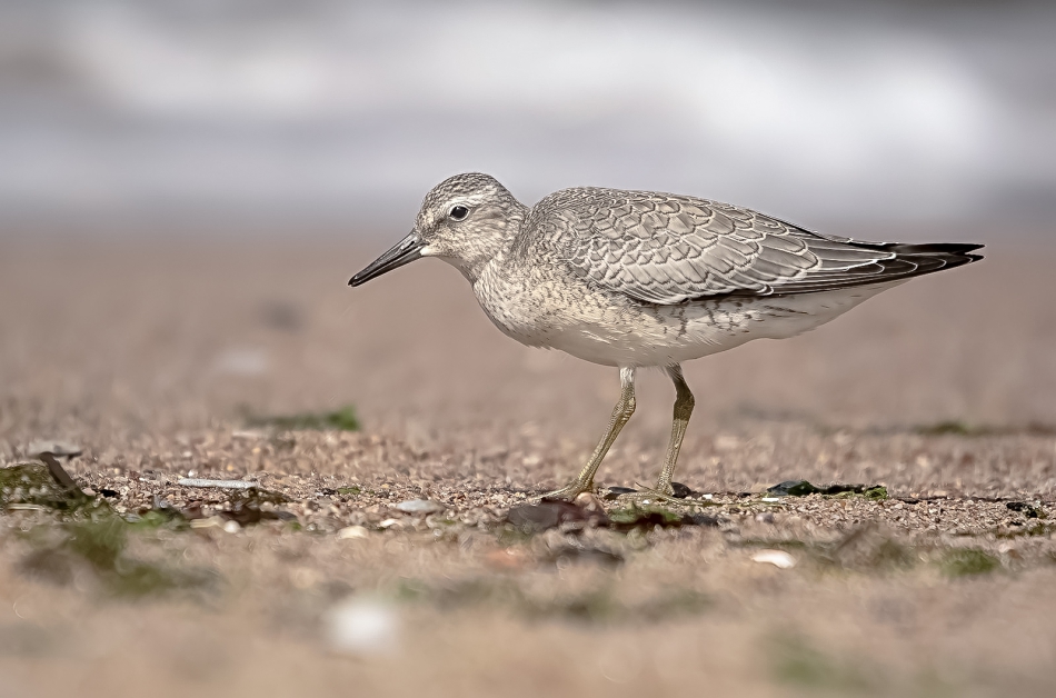 roman53 - Biegus rdzawy. . Zdjęcie 313896