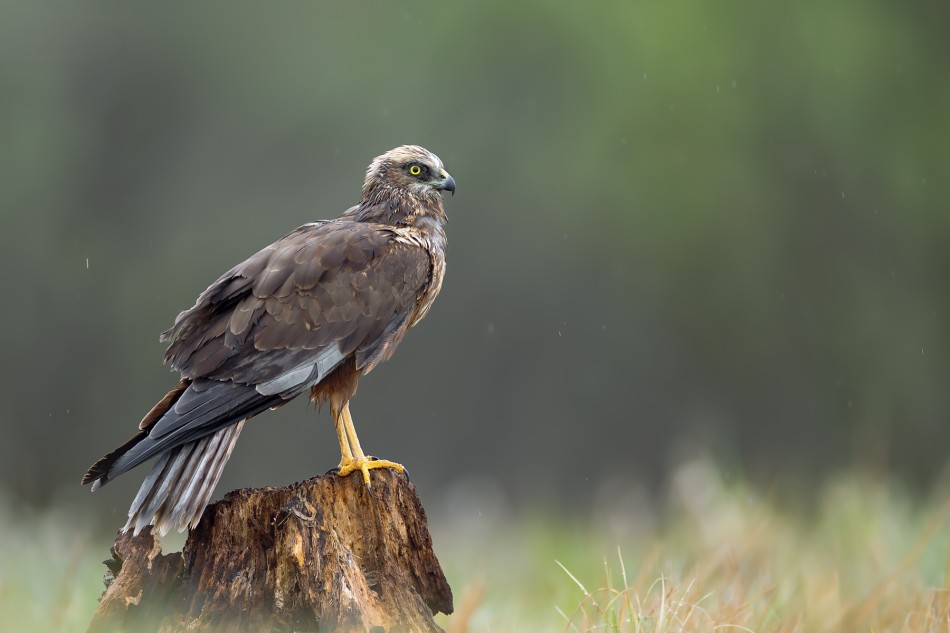 Strażnik mokradeł . Błotniak stawowy (Circus aeruginosus). Zdjęcie 340300