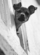 Psi Monitoring Balkonowy