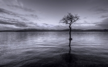 Trossachs Trees