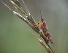 Wojsiłki (Mecoptera)