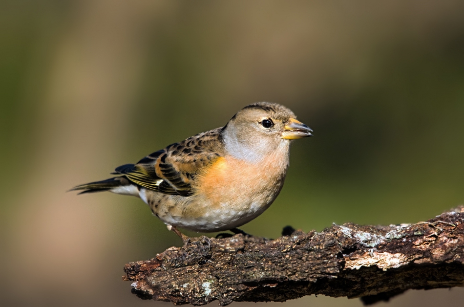 roman53 - . . Zdjęcie 301783