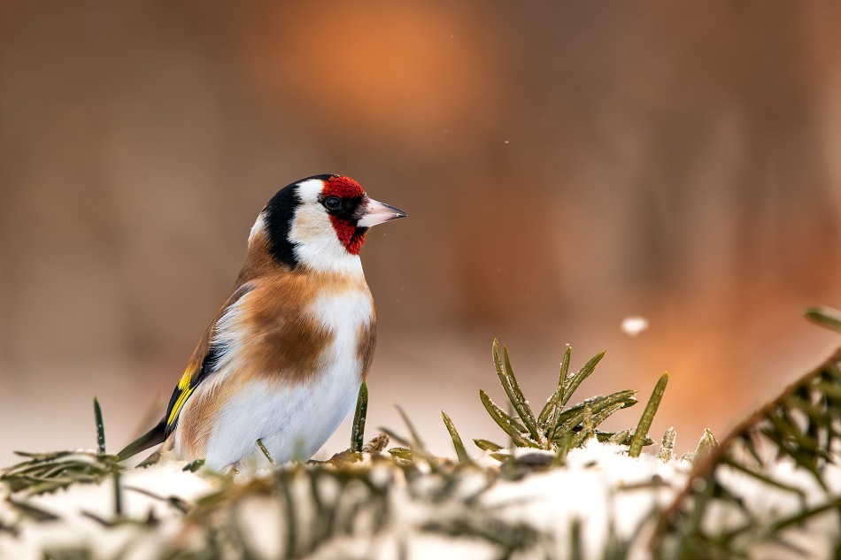 Szczygieł. . Zdjęcie 338833