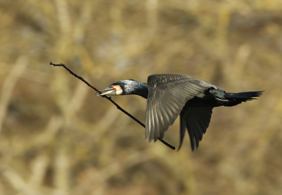 Kormoran. . Zdjęcie 339544