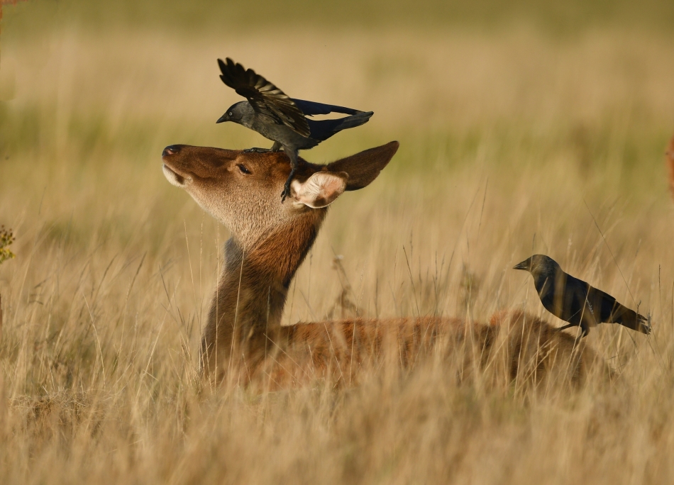 Pomocnicy. Kawki łapały owady latające wokół jelenia a on cierpliwie siedziała nawet gdy kawki skakały mu po głowie.. Zdjęcie 336777
