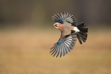 Sójka, Eurasian Jay (Ga...