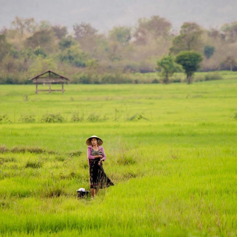 Jeziora zieleni. Na polach ryzu w Laosie.   Jako ciekawostke dodam, ze w Laosie, idac wzorem wiekszego brata z polnocy, zaprowadzono totalny komunizm i uspoleczniony lub upanstwowiono cala ziemie wlacznie z plonami. Po 10 latach wladza wycofala sie z tego