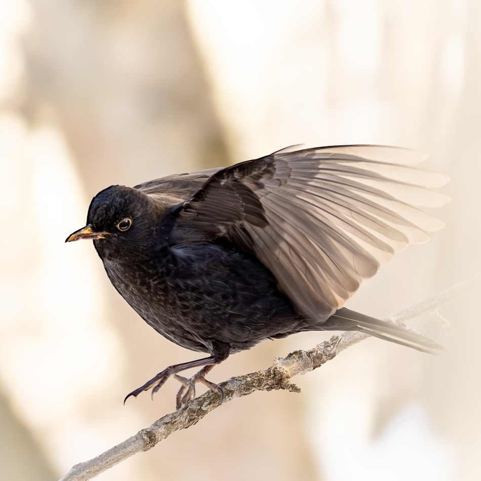 kos. . Zdjęcie 338505