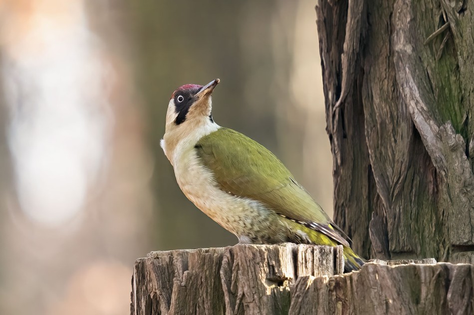 Zielony dzięcioł . . Zdjęcie 339025