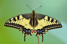 ,Papilio machaon.