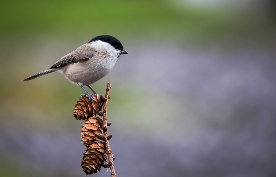 roman53 - . . Zdjęcie 285434