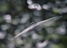 Ufo