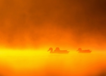 Hot Duck
