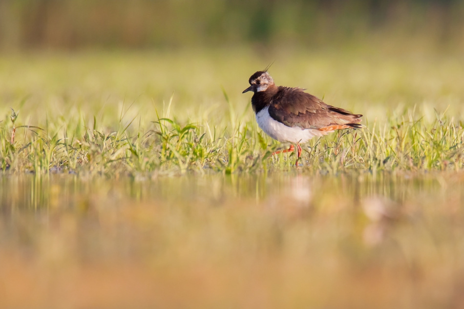 gryzli - . Czajka (Vanellus vanellus) . Zdjęcie 280692