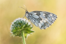 Melanargia galathea