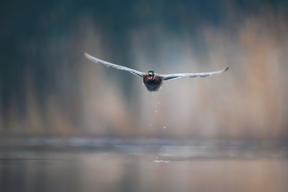 Kaczor . . Zdjęcie 339606