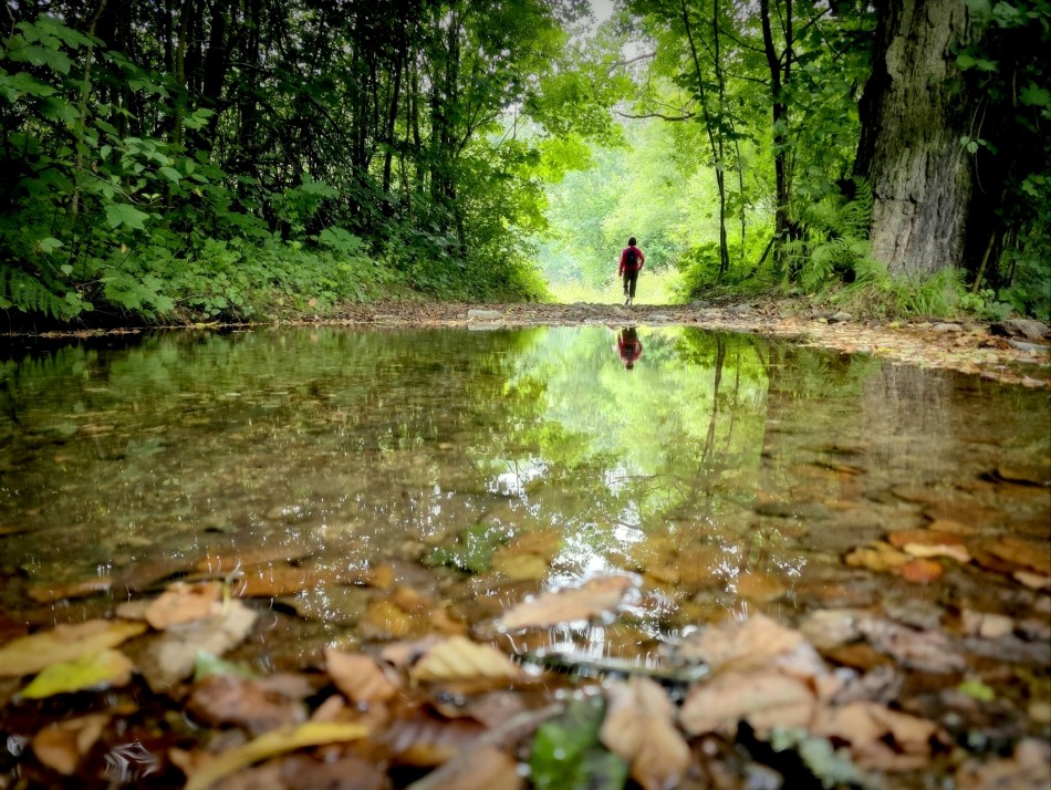 Las w lustrze. . Zdjęcie 337756