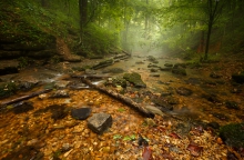 Leśne Tennessee