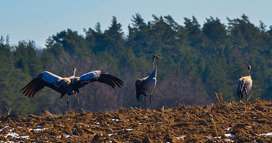 atabecia - żurawie 3. . Zdjęcie 86867