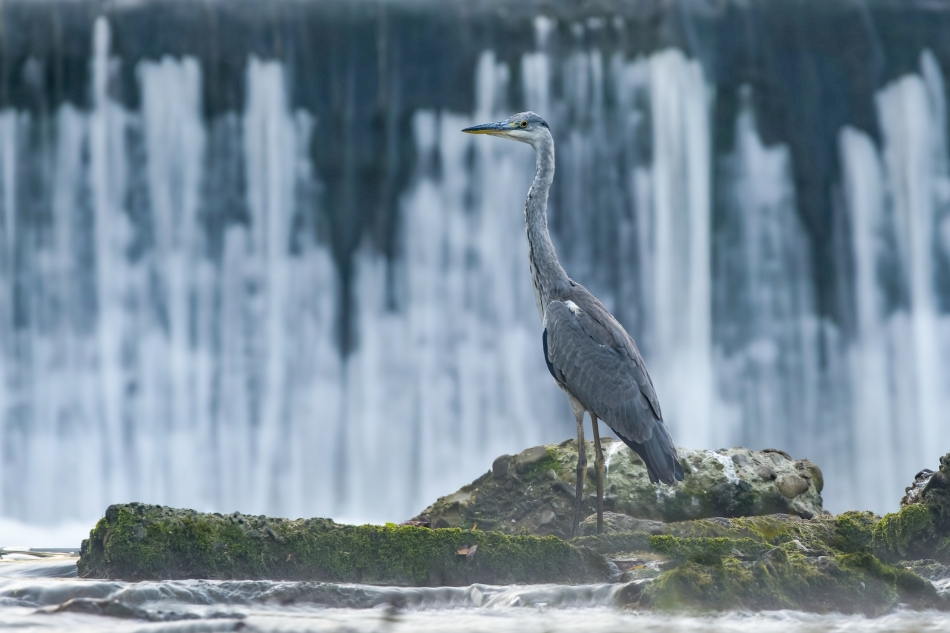 amigamedia - Wodospadu szum. Czapla siwa (Ardea cinerea) Przyroda naszego regionu-Skoczów. Sony ILCE-1+Sony SEL200600G FE 200-600mm f/5.6-6.3 G OSS Przysłona: F/8,0-Czas ekspozycji-1/8 s; ISO-100-Ogniskowa-600 mm.. Zdjęcie 334610