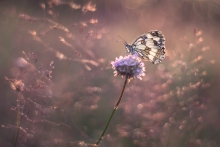 Purple rain