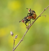Zbójniczki (Gymnosoma spp)