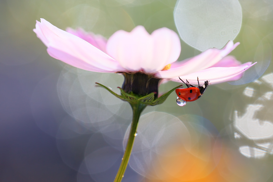 bluejeans - Pod parasolem. . Zdjęcie 126778