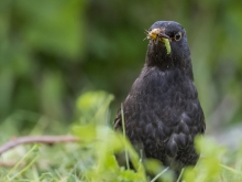 Kos (Turdus merula).