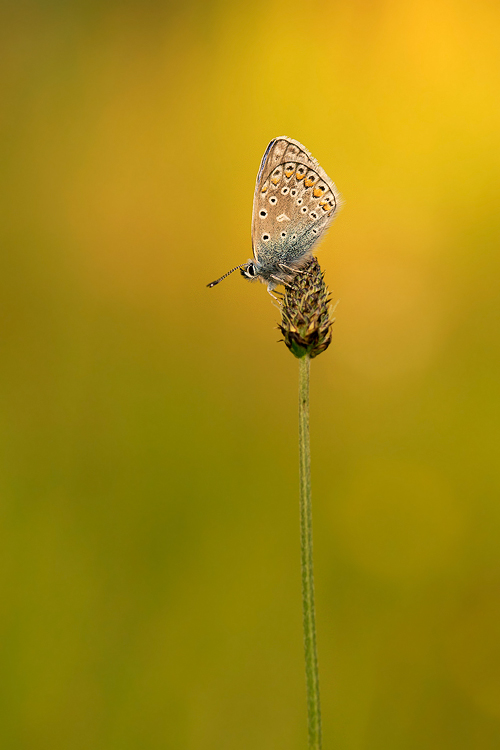 dzafoto - .... . Zdjęcie 142750