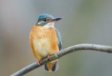 Zimek