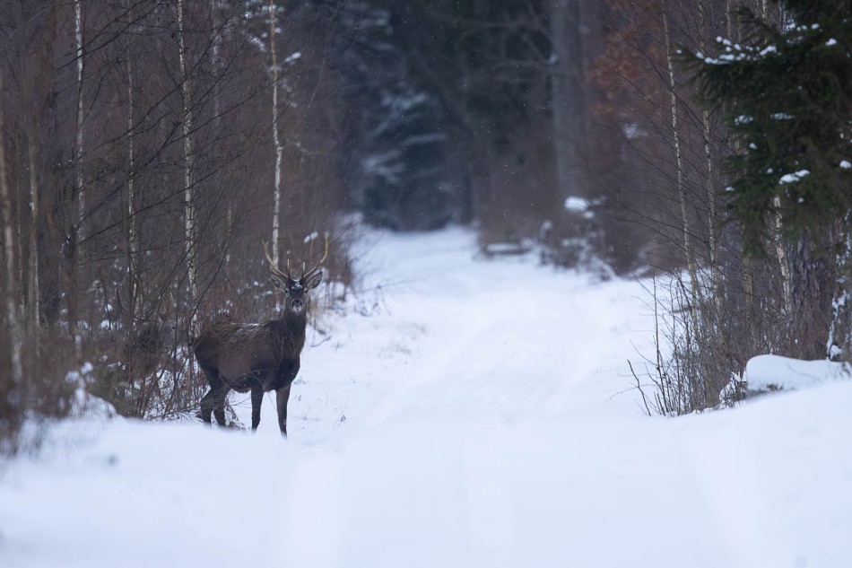 Jeleń . . Zdjęcie 338108