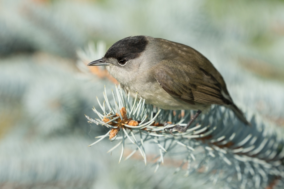 a95q8cwchb - Sylvia atricapilla. . Zdjęcie 322164