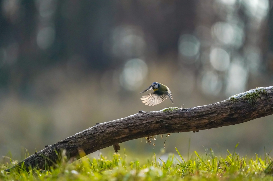 amigamedia - I poleciała... (:. Sikora modra (Parus caeruleus) Przyroda naszego regionu - Czyżowice. Sony ILCE-9+Sony SEL200600G FE 200-600mm f/5.6-6.3 G OSS Przysłona: f/6,3; Czas ekspozycji: 1/3200 s; ISO: 3200; Ogniskowa: 600 mm.. Zdjęcie 309124