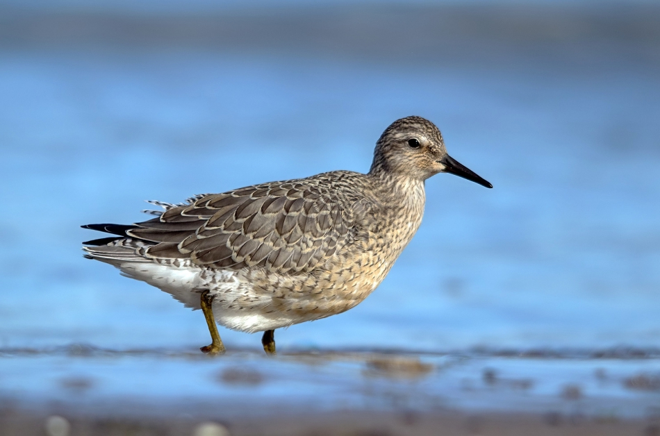 roman53 - Biegus rdzawy. . Zdjęcie 309854