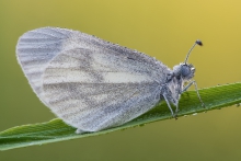Leptidea sinapis