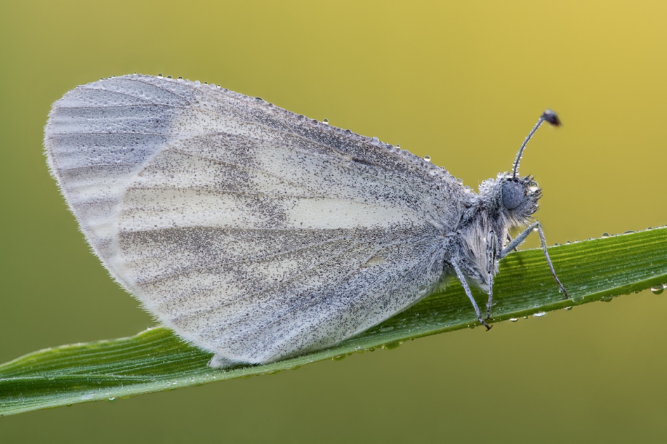 prajzner - Leptidea sinapis. PE. Zdjęcie 173770