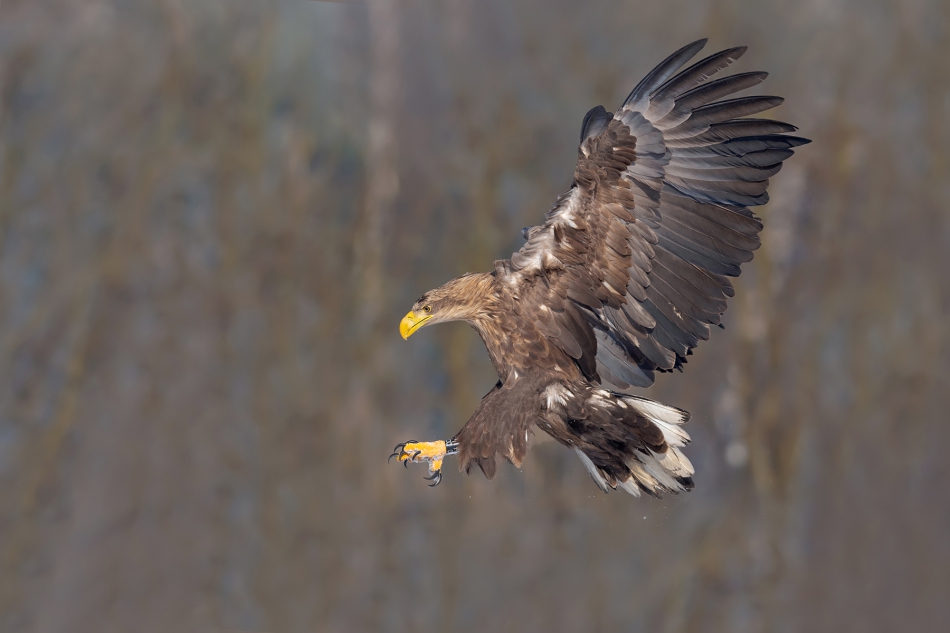 fotodam - Bielik. . Zdjęcie 283306