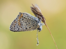 Lycaena tityrus