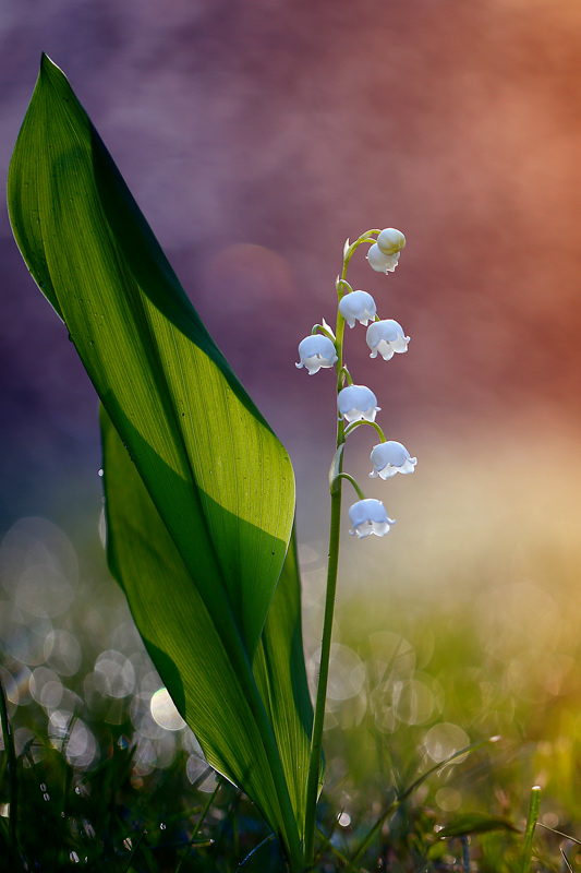 bluejeans - Konwalia majowa. . Zdjęcie 112404