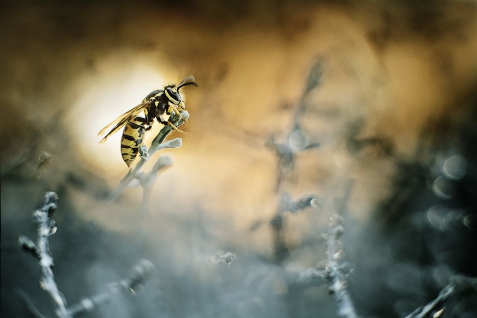 kikul1974 - bzzzzzz. . Zdjęcie 317382