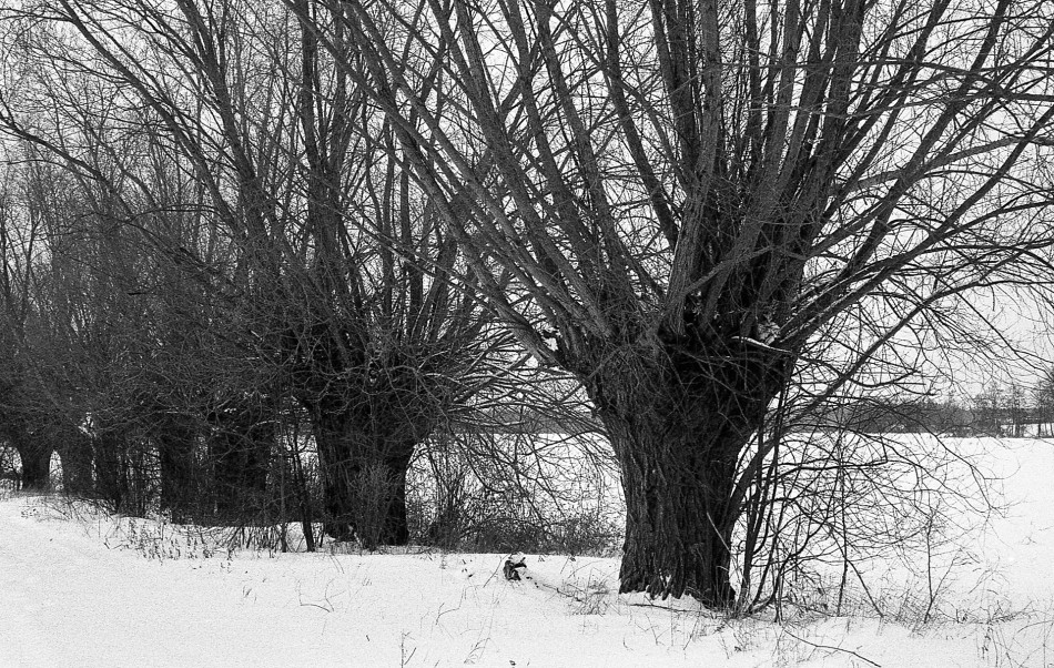 ***. Voigtlander Bessa R + Jupiter 8 2/50, film Fomapan 400, wołanie w Rodinalu. Zdjęcie 338393