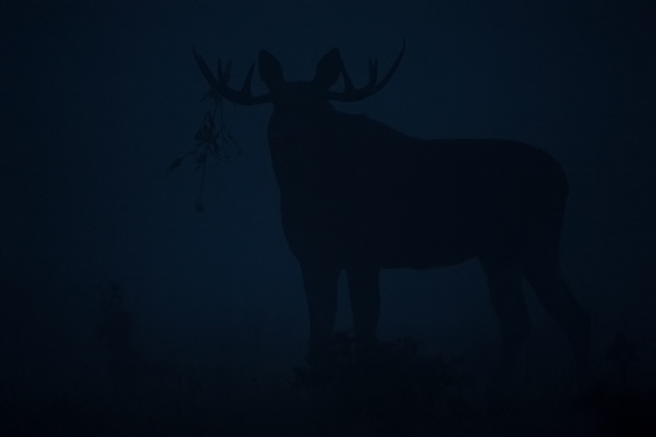 Leszy. . Zdjęcie 337316