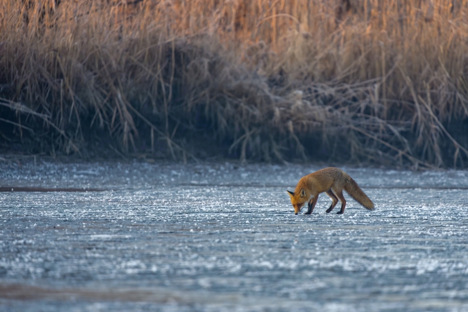 amigamedia - Bo rude,jest piękne....  Lis (Vulpes vulpes) Przyroda naszego regionu.Gorzyce. Sony ILCE-1+Sony SEL200600G FE 200-600mm f/5.6-6.3 G OSS. Przysłona: f/6,3; Czas ekspozycji: 1/500 s; ISO: 800; Ogniskowa: 600 mm.. Zdjęcie 329564