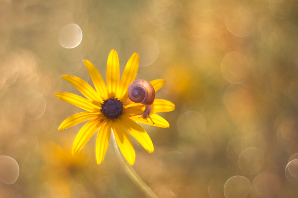 agnez - . PE. Zdjęcie 231716