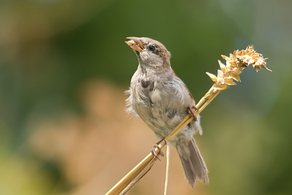 roman53 - . . Zdjęcie 292558