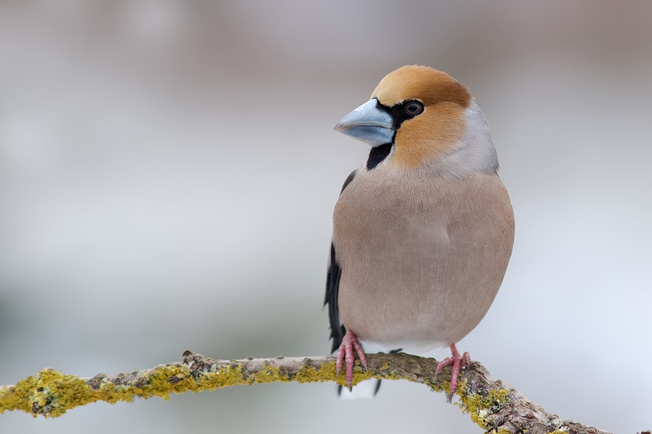fotorom - Gruby. PE. Zdjęcie 236445