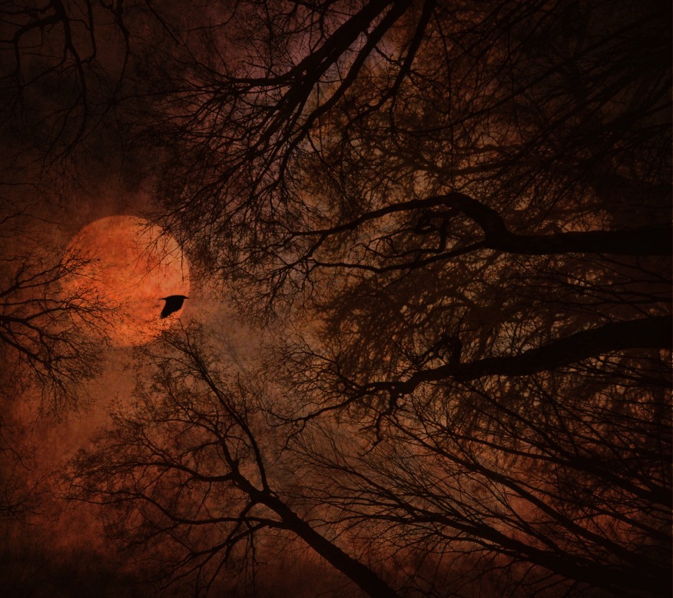 robin74r - Into The Trees.... . Zdjęcie 338081