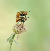 Zbójniczki (Gymnosoma spp)